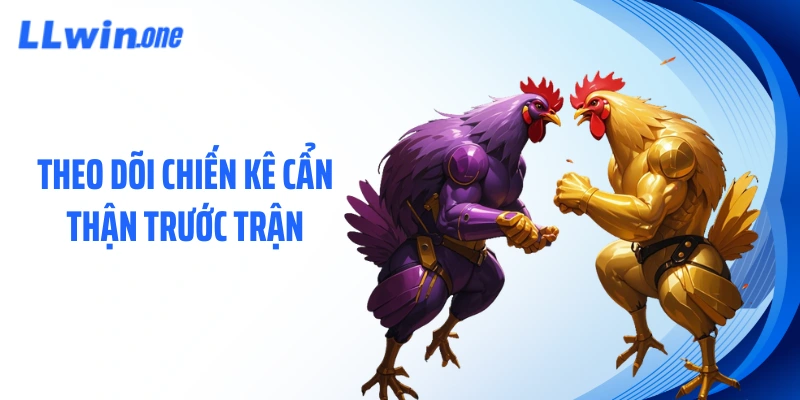 Theo dõi chiến kê cẩn thận trước trận